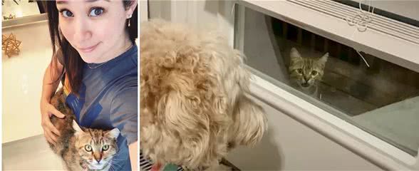 流浪猫赖门口不走，原来有礼相送，还让家里的狗当奶爸