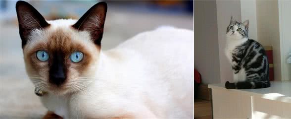 这5种猫体质好，极少生病，养到就是赚到了