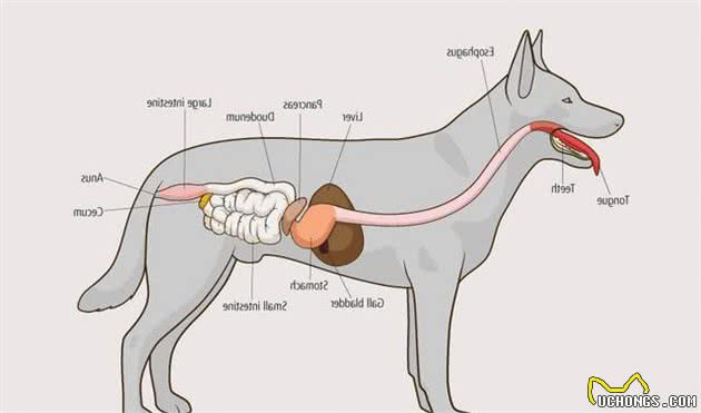 为什么狗狗祖先经常“狼吞虎咽”吃食，却不会噎死？原因有5点