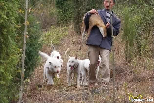 这几种狗狗，快濒临灭绝了，很难再看到它们