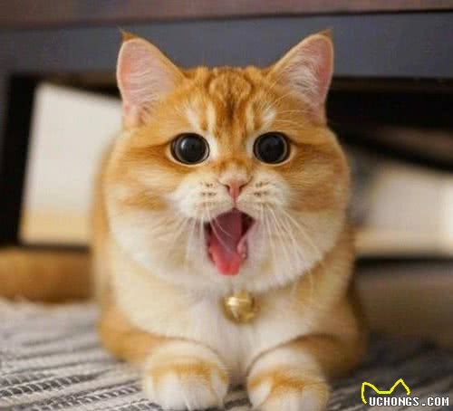 只知道蓝猫是英短？那可就错了，它只是英短缤纷色彩中的一抹蓝
