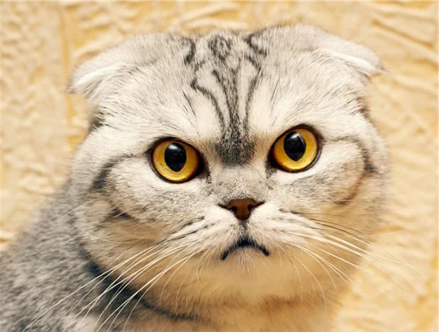 折耳是折耳猫的特点，也是它的病痛点，当我知道这些我发誓不会养