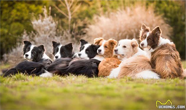 牧羊犬的本能，用3招让羊群听话，但却变成主人讨厌的坏习惯