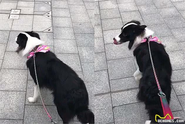 牧羊犬的本能，用3招让羊群听话，但却变成主人讨厌的坏习惯