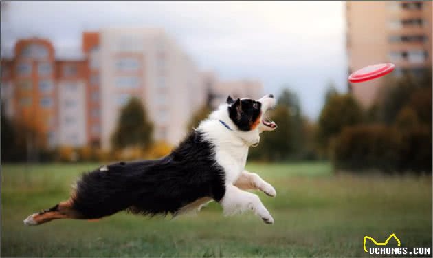牧羊犬的本能，用3招让羊群听话，但却变成主人讨厌的坏习惯