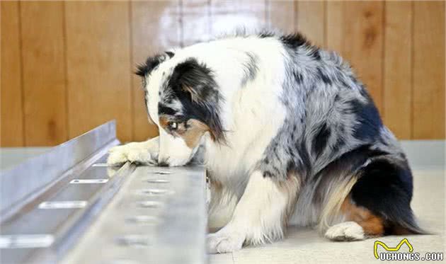 牧羊犬的本能，用3招让羊群听话，但却变成主人讨厌的坏习惯