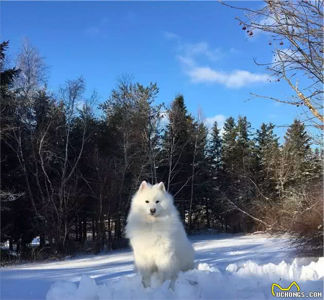 不可不知的萨摩耶犬英系、美系的区别！