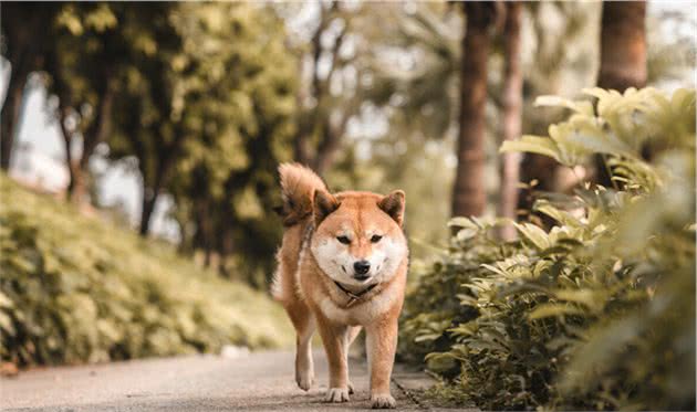 柴犬怎么才可以进行航空托运，告诉你们小技巧