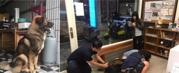 150多斤的大狗去打针，事后跑去“骂”兽医，医患关系很紧张