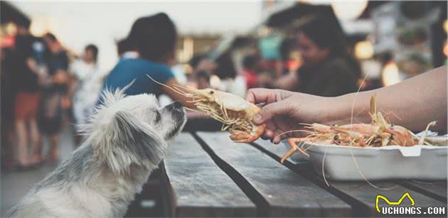 狗狗绝对不能碰的六种食物，各位铲屎官要注意了