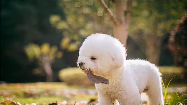 养比熊犬，记住“6不要”，它会“感谢”你