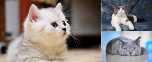 如何挑选一只纯正英国短毛猫？我有小妙招