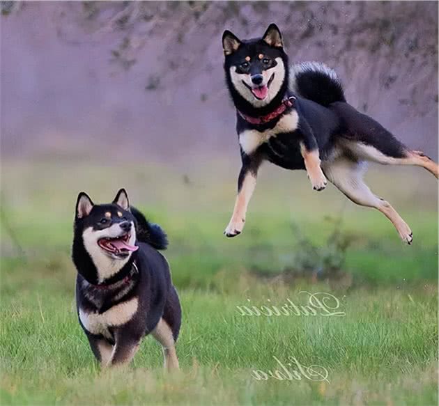 想养柴犬的朋友注意了，史上最全柴犬性格分析来啦