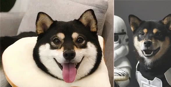 想养柴犬的朋友注意了，史上最全柴犬性格分析来啦