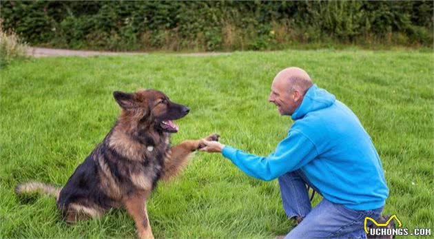 同样是警犬，为何养德国牧羊犬的人比罗威纳多？这6点也许是原因