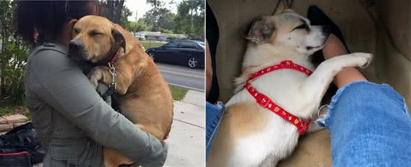 狗狗之所以挨着你睡觉，并不是为了取暖