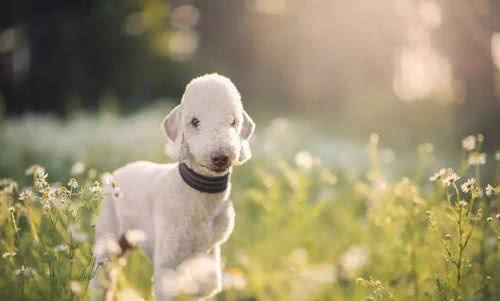 小羊一样的贝灵顿犬，为什么很少人养