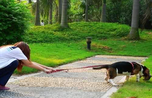 宠物犬出门撒手没，主人根本拉不住，往往都是“狗遛人”