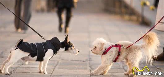 宠物犬出门撒手没，主人根本拉不住，往往都是“狗遛人”