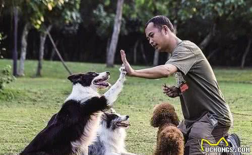 宠物犬出门撒手没，主人根本拉不住，往往都是“狗遛人”