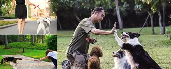 宠物犬出门撒手没，主人根本拉不住，往往都是“狗遛人”