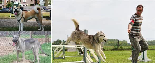 这几种狗，无法成为我国“军警犬”，你家狗上榜了吗？