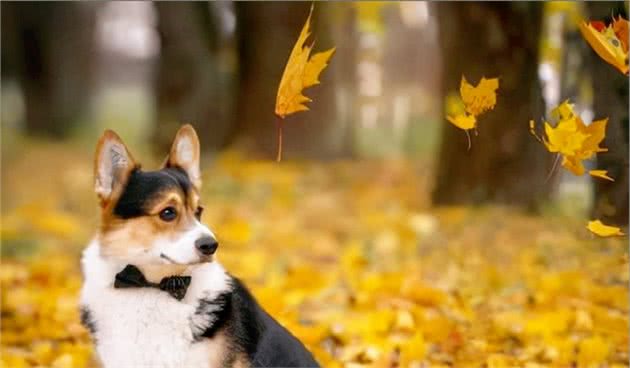 秋天是狗狗发情的季节,宠主们要注意了