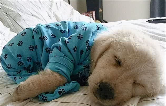 秋天是狗狗发情的季节,宠主们要注意了