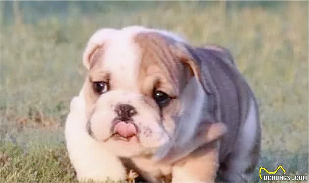 秋天是狗狗发情的季节,宠主们要注意了