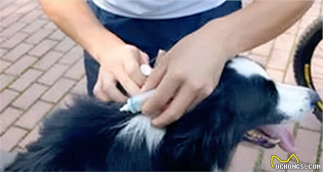 秋天是狗狗发情的季节,宠主们要注意了