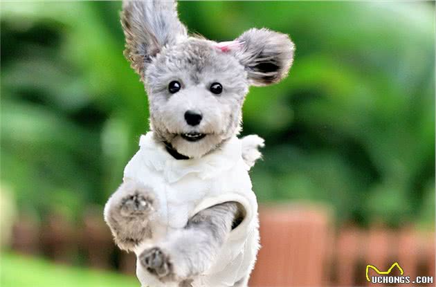 秋天是狗狗发情的季节,宠主们要注意了