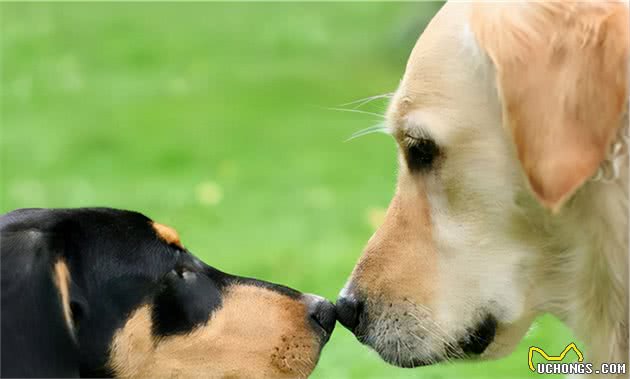 秋天是狗狗发情的季节,宠主们要注意了