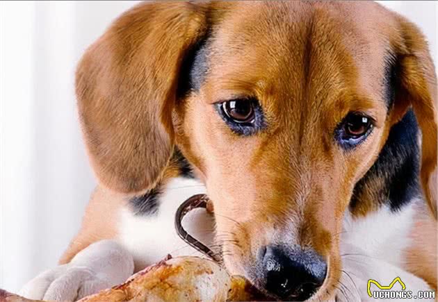 秋天是狗狗发情的季节,宠主们要注意了