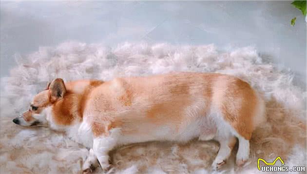 秋天是狗狗发情的季节,宠主们要注意了