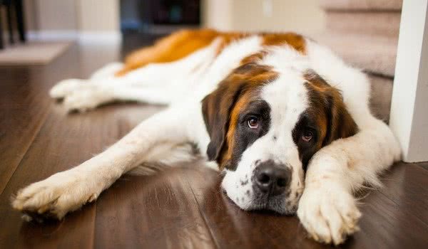 让狗狗贫血又厌食的犬焦虫症　你绝对不会想让毛孩得到的病