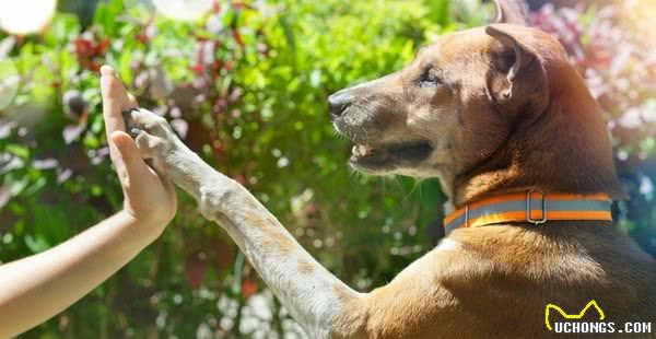 让狗狗贫血又厌食的犬焦虫症　你绝对不会想让毛孩得到的病