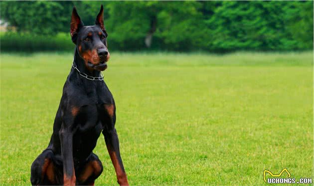 有钱人都喜欢的6大“猛犬”，当保镖没问题