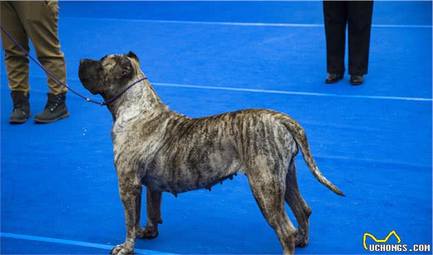 有钱人都喜欢的6大“猛犬”，当保镖没问题