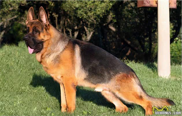 有钱人都喜欢的6大“猛犬”，当保镖没问题