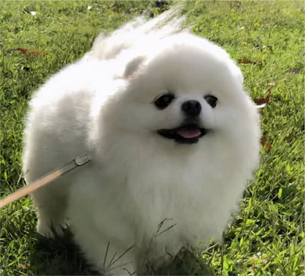 比格犬要吃什么狗粮才好好狗粮怎么样