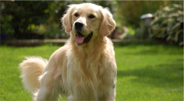 9种最适合家庭饲养的犬种