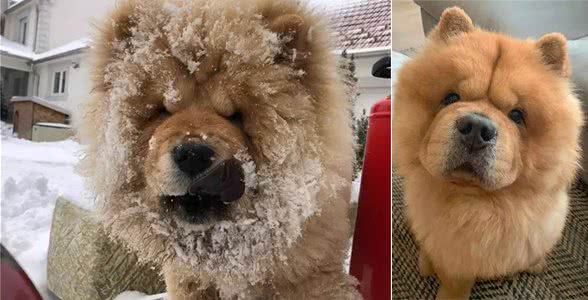 从这几处看，85%可以挑选到健康、友善的幼犬