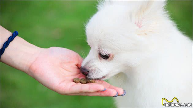 博美犬吃什么狗粮好，博美狗粮怎么挑选？如何选择合适的狗粮