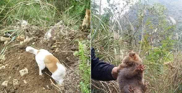 男子带土狗上山，汪却一直在挖洞，凑近后直言晚上要加餐了