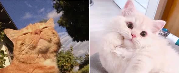 猫语翻译器是智商税！铲屎官们千万别上当！等造成伤害就晚了