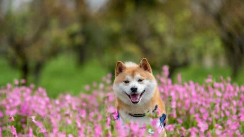 到了夏季应该预防柴犬的哪些传染病呢？