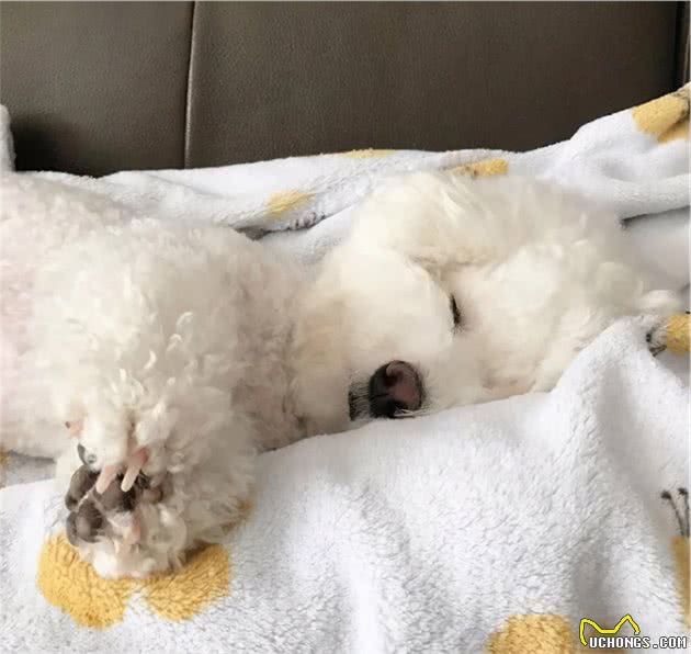比熊犬睡觉的几个位置，暴露了主人的重要程度