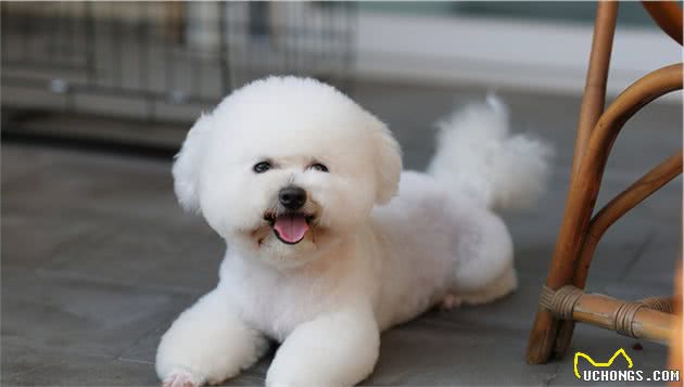 比熊犬睡觉的几个位置，暴露了主人的重要程度