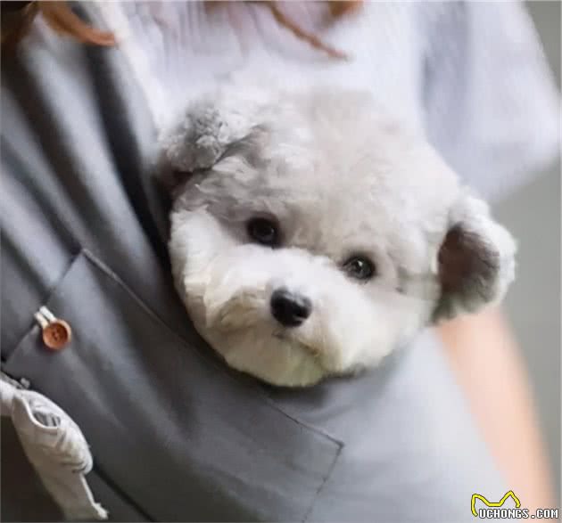 为什么很多人都想养泰迪犬？这7点，真的很吃香