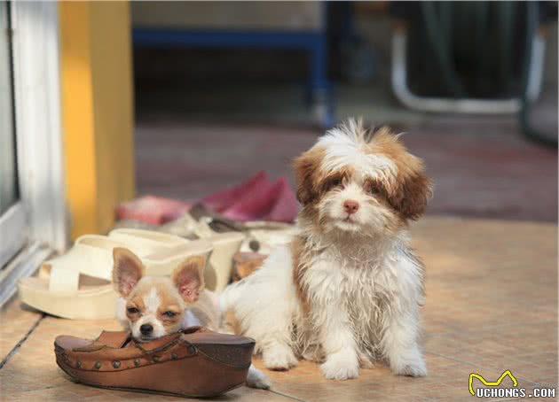 狗狗不听话，是小时候没教好，训犬师给8个建议纠正狗坏习惯